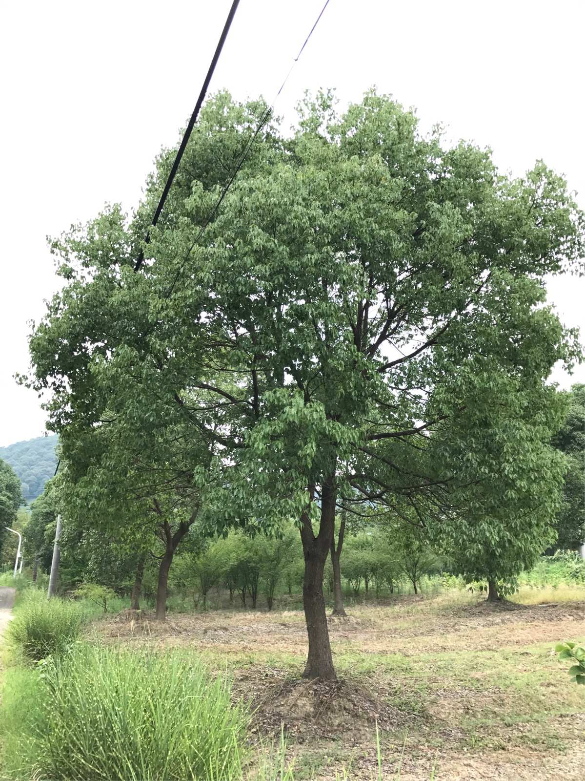 优质香樟树推荐 规格25-30，树型优美，价格优惠