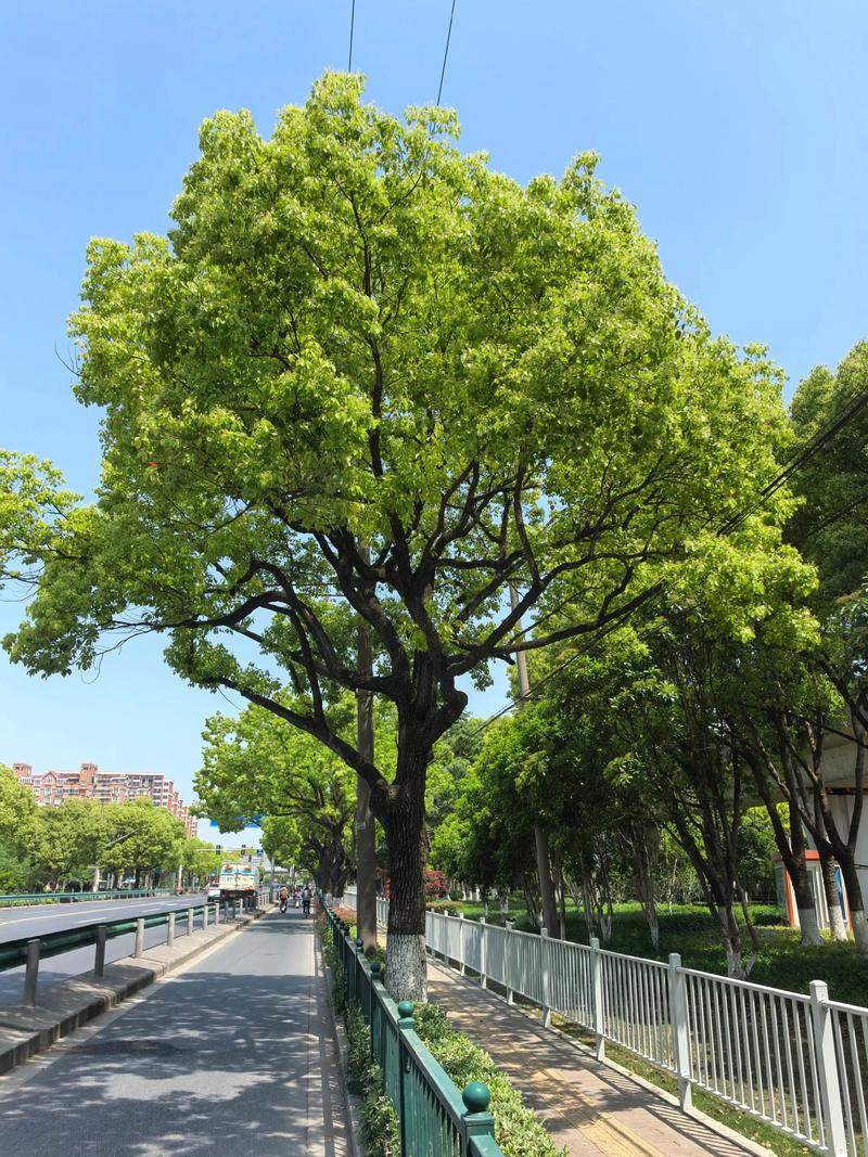 《香樟赋》