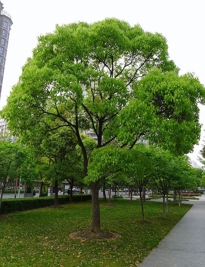 香樟 岁月不改的江南记忆