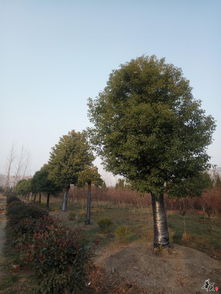 精品香樟与栾树、金森女贞球推荐 — 天长市荣沁苗木种植专业合作社