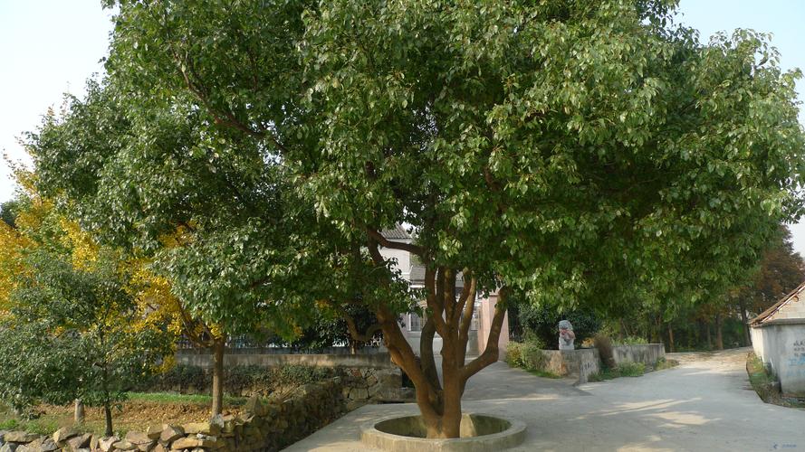 重发:大香樟图片