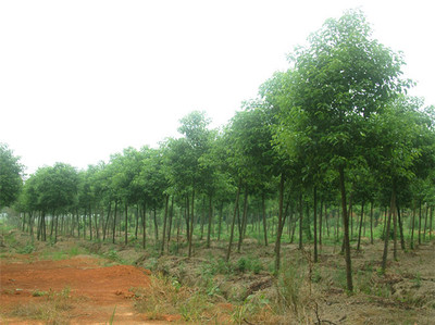 香樟的种植方法及介绍香樟