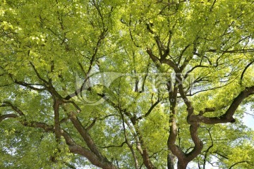 樟树